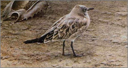 Robert Bateman - Laughing Gull and Horseshoe Crab