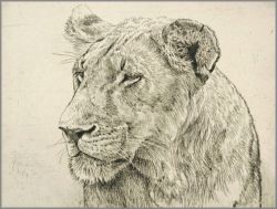 Robert Bateman - Lioness