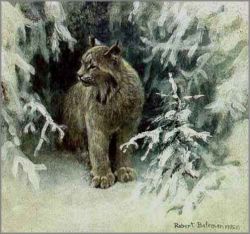 Robert Bateman - Lynx in Snow