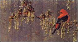 Robert Bateman - May Maple - Scarlet Tanager