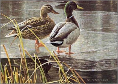 Robert Bateman - Mallard Pair - Early Winter