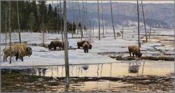 Robert Bateman - Morning on the Flats - Bison