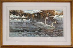 Robert Bateman - Morning on the River - Trumpeter Swans - framed Robert Bateman - Morning on the River - Trumpeter Swans - framed