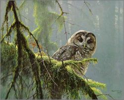 Robert Bateman - Mossy Branches - Spotted Owl Robert Bateman - Mossy Branches - Spotted Owl