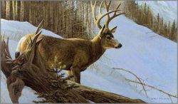 Robert Bateman - Mule Deer in Winter