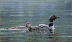 Robert Bateman - Muskoka Lake - Common Loons