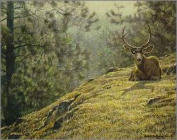 Robert Bateman - Mule Deer Resting