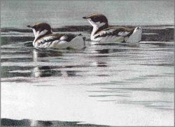 Robert Bateman - Murrelets