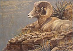 Robert Bateman - Desert Big Horn Sheep