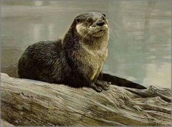 Robert Bateman - Otter Study