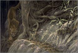 Robert Bateman - Path of the Panther