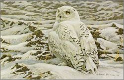 Robert Bateman - Plowed Field - Snowy Owl Robert Bateman - Plowed Field - Snowy Owl
