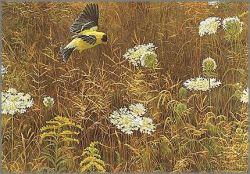 Robert Bateman - Queen Anne's Lace and American Goldfinch Robert Bateman - Queen Anne's Lace and American Goldfinch