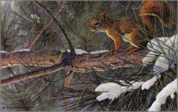 Robert Bateman - Red Squirrel