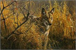 Robert Bateman - Red Wolf