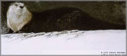 Robert Bateman - River Otter
