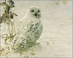 Robert Bateman - Snowy Owl and Milkweed Robert Bateman - Snowy Owl and Milkweed