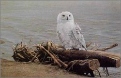 Robert Bateman - Snowy Owl on Driftwood Robert Bateman - Snowy Owl on Driftwood