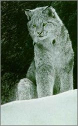 Robert Bateman - Snowy Range - Canada Lynx