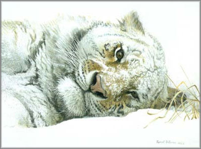 Robert Bateman - Snowy Nap
