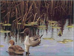 Robert Bateman - Spring Marsh - Pintail Pair