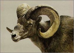 Robert Bateman - Stone Sheep Ram