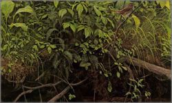 Robert Bateman - Stream Bank - June