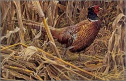 Robert Bateman - Strutting - Ring-Necked Pheasant