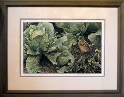 Robert Bateman - Summer Garden - Young Robin - framed Robert Bateman - Summer Garden - Young Robin - framed