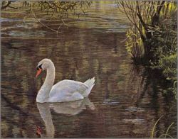 Robert Bateman - Sylvan Stream - Mute Swan