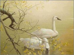 Robert Bateman - Trumpeter Swans and Aspen