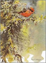 Robert Bateman - Vermillion Fly Catcher