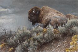 Robert Bateman - Weather Watch - Bison