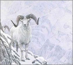 Robert Bateman - White World - Dall Sheep