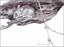 Robert Bateman - White-Footed Mouse Drawing