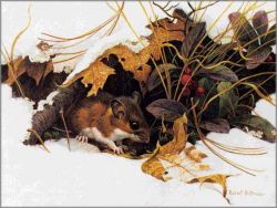 Robert Bateman - White-Footed Mouse in Wintergreen
