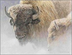 Robert Bateman - Wood Bison Portrait