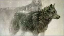 Robert Bateman - Wolf Pair in Winter