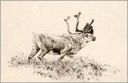 Robert Bateman - Woodland Caribou