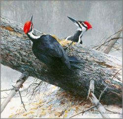 Robert Bateman - Woodworkers - Pileated Woodpeckers