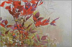 Robert Bateman - Yellow-Rumped Warbler