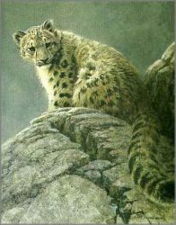 Robert Bateman - Young Snow Leopard