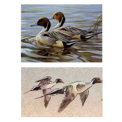 Robert Bateman - Pintails in Spring