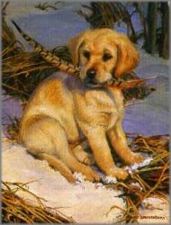 Amy Brackenbury - Featherweight