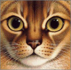 Braldt Bralds - Abyssinian