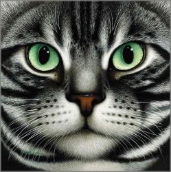 Braldt Bralds - American Shorthair