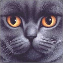 Braldt Bralds - British Blue Shorthair