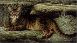 Braldt Bralds - Rock Star