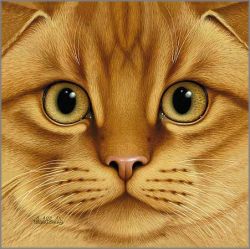 Braldt Bralds - Scottish Fold - Orange Tabby