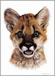 Carl Brenders - Cougar Cub Study